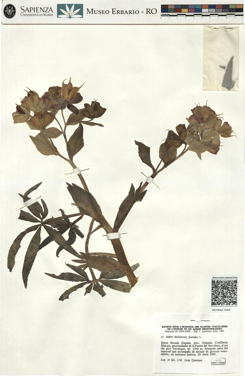 Helleborus foetidus L. -  RO-HSepv 16904 photo