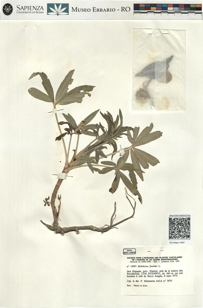 Helleborus foetidus L. -  RO-HSepv 15997 photo