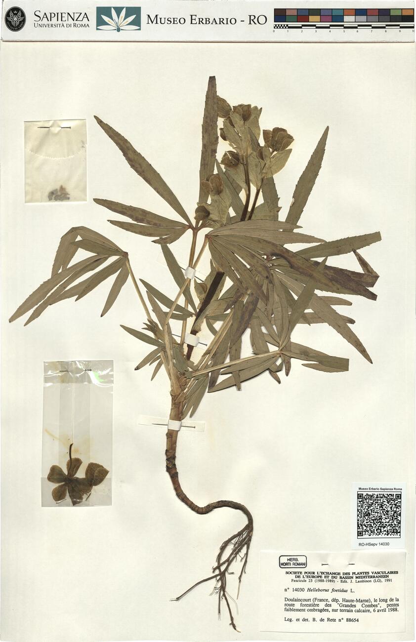 Helleborus foetidus L. -  RO-HSepv 14030 photo