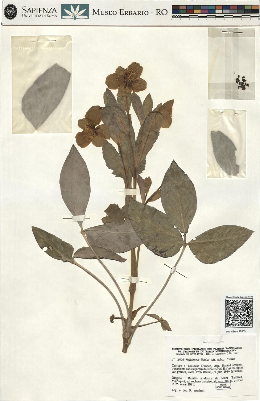 Helleborus lividus Ait. subsp. lividus -  RO-HSepv 16905 photo