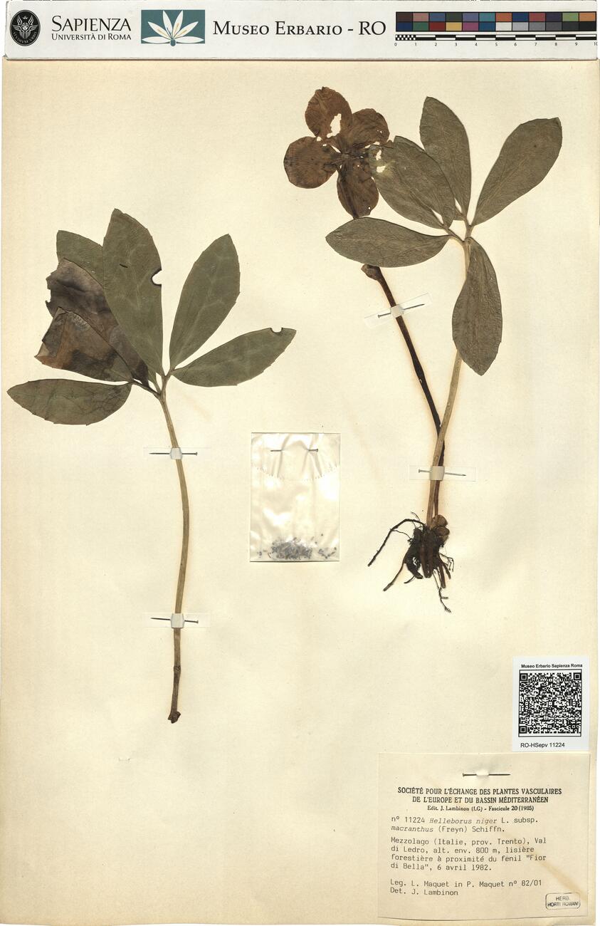 Helleborus niger L. subsp. macranthus (Freyn) Schiffn. -  RO-HSepv 11224 photo