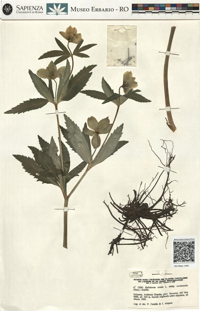 Helleborus viridis L. subsp. occidentalis (Reut.) Schiffn. -  RO-HSepv 13061 photo