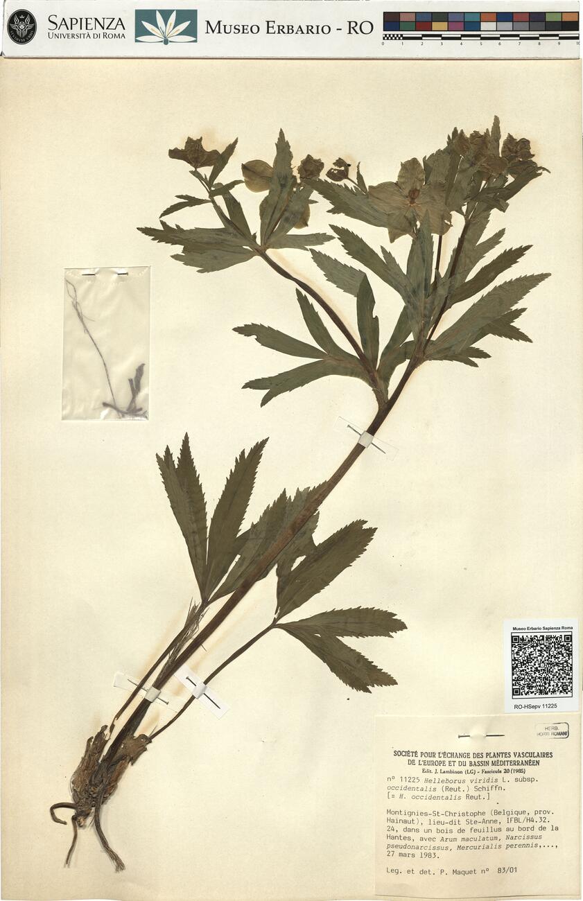 Helleborus viridis L. subsp. occidentalis (Reut.) Schiffn. -  RO-HSepv 11225  photo