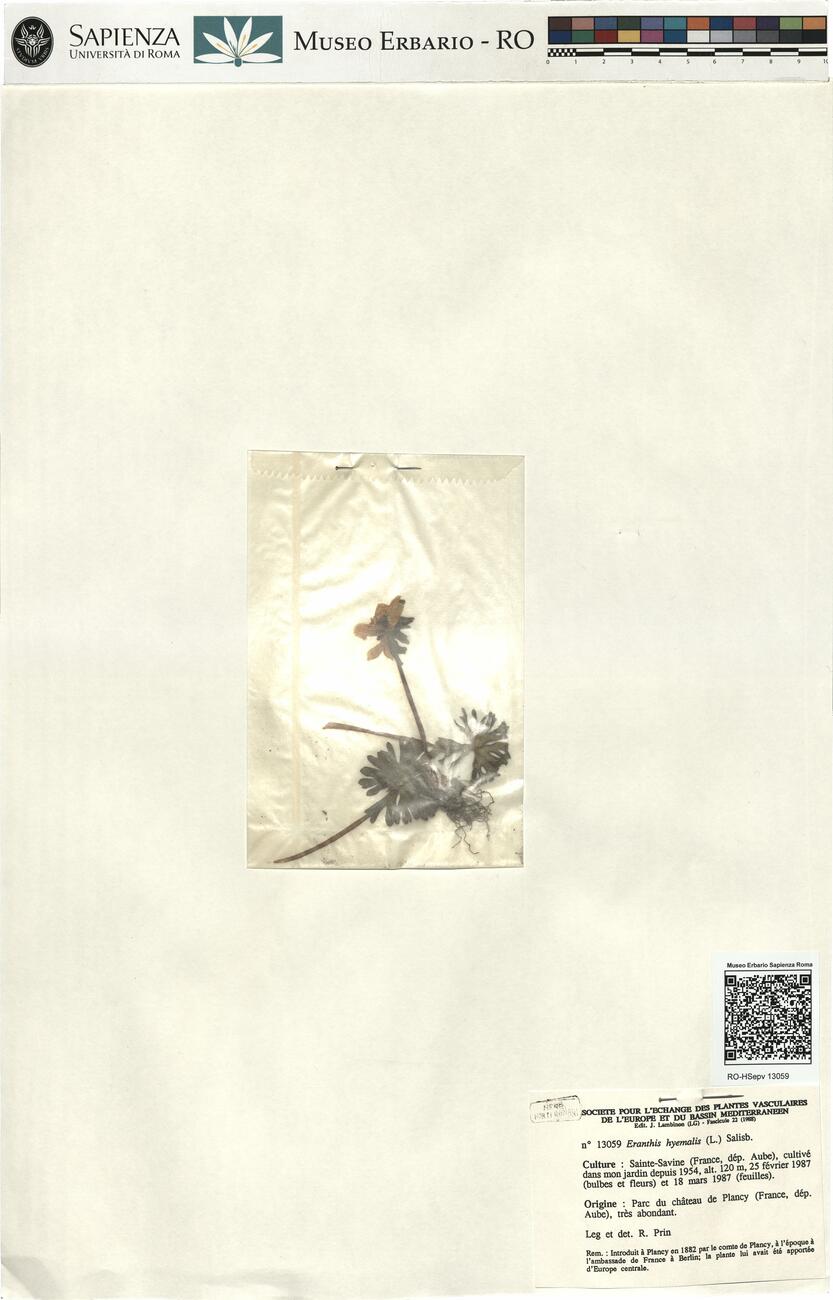 Eranthis hyemalis (L.) Salisb. -  RO-HSepv 13059 photo