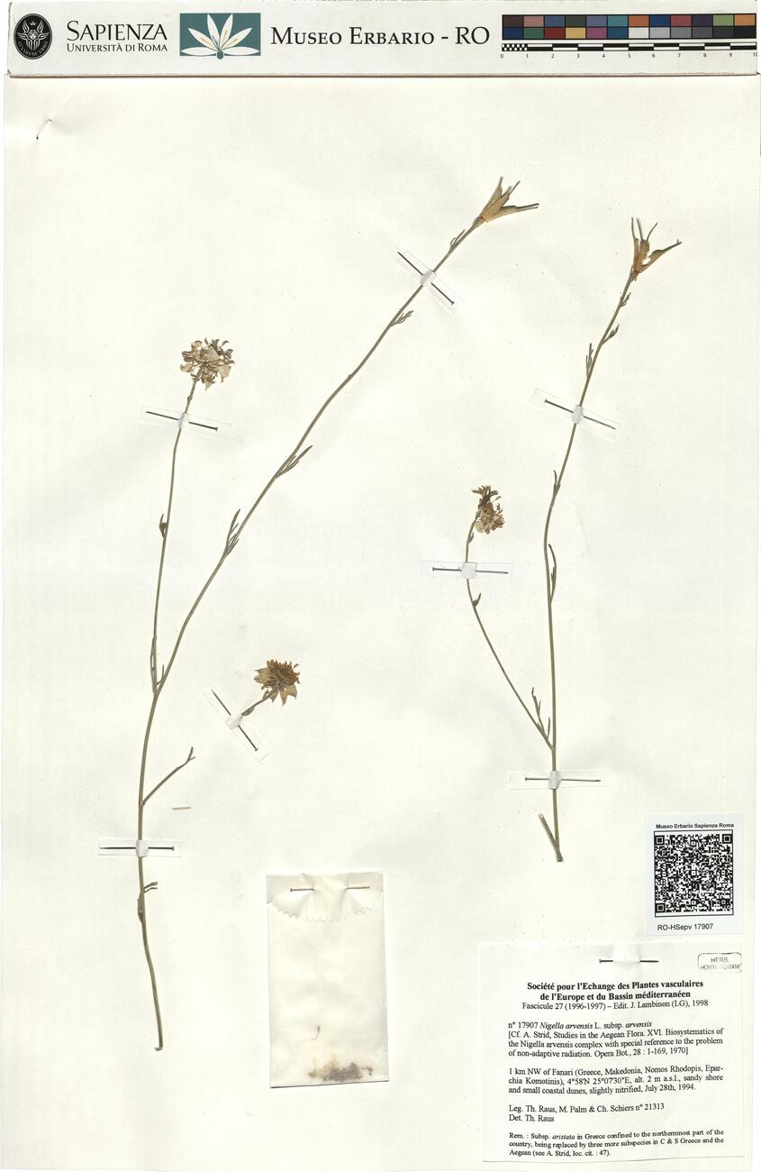 Nigella arvensis L. subsp. arvensis -  RO-HSepv 17907 photo