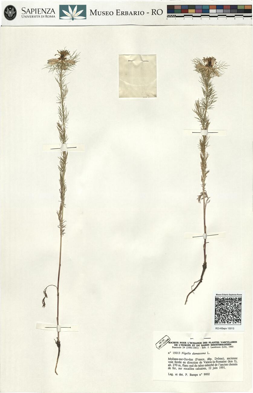 Nigella damascena L.  -  RO-HSepv 15013 photo