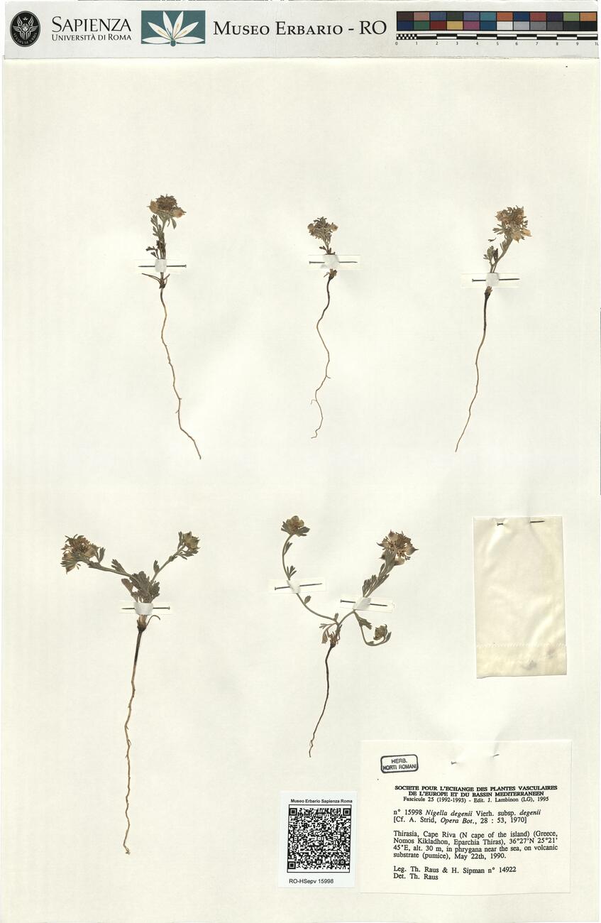 Nigella degenii Vierh. subsp. degenii -  RO-HSepv 15998 photo