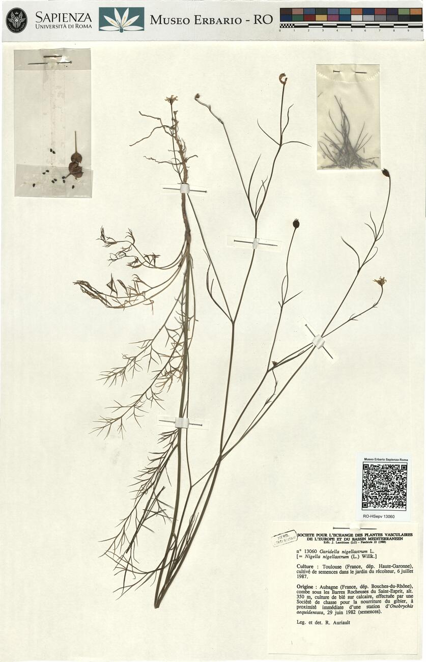 Garidella nigellastrum L. -  RO-HSepv 13060 photo