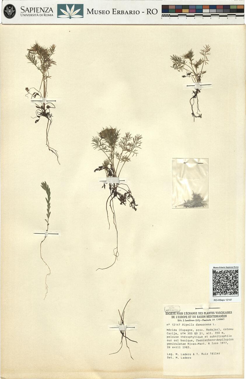 Nigella damascena L. -  RO-HSepv 12147 photo