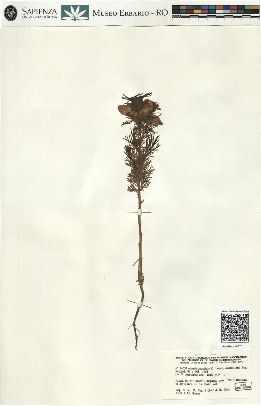 Nigella papillosa G. López -  RO-HSepv 14032 photo
