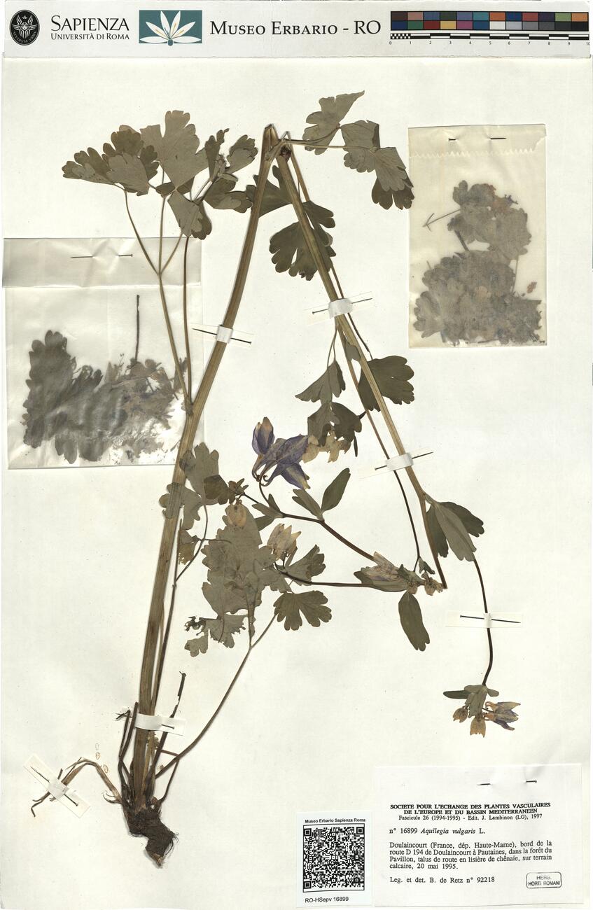 Aquilegia vulgaris L. -  RO-HSepv 16899 photo