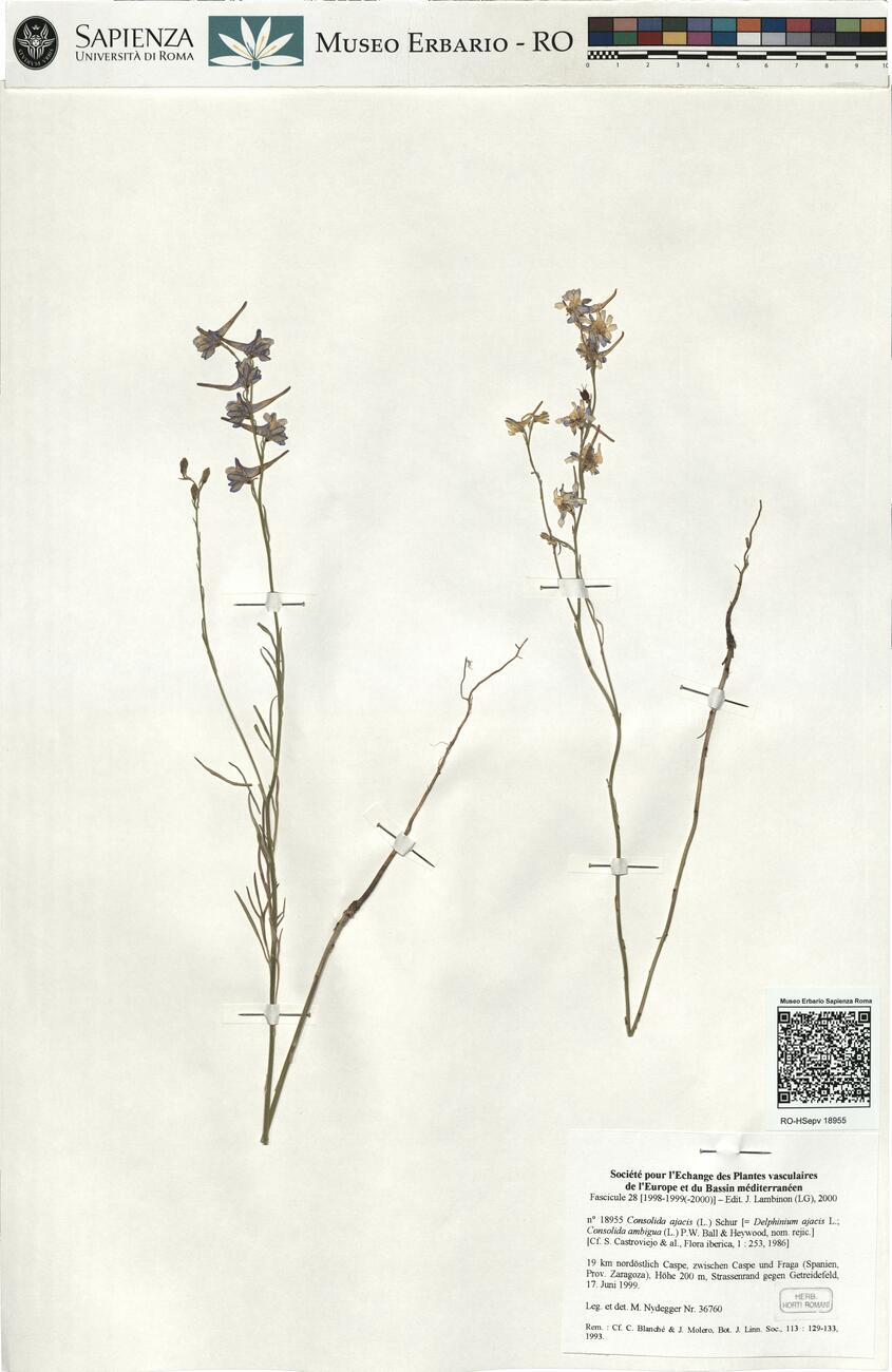 Consolida ajacis (L.) Schur -  RO-HSepv 18955 photo
