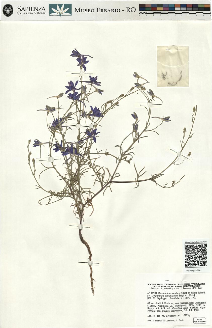 Consolida armeniaca (Stapf ex Huth) Schröd. -  RO-HSepv 16901 photo