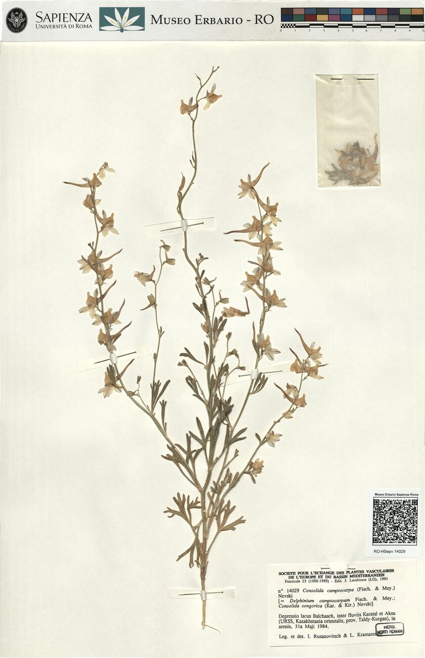 Consolida camptocarpa (Fisch. & Mey.) Nevski -  RO-HSepv 14029 photo