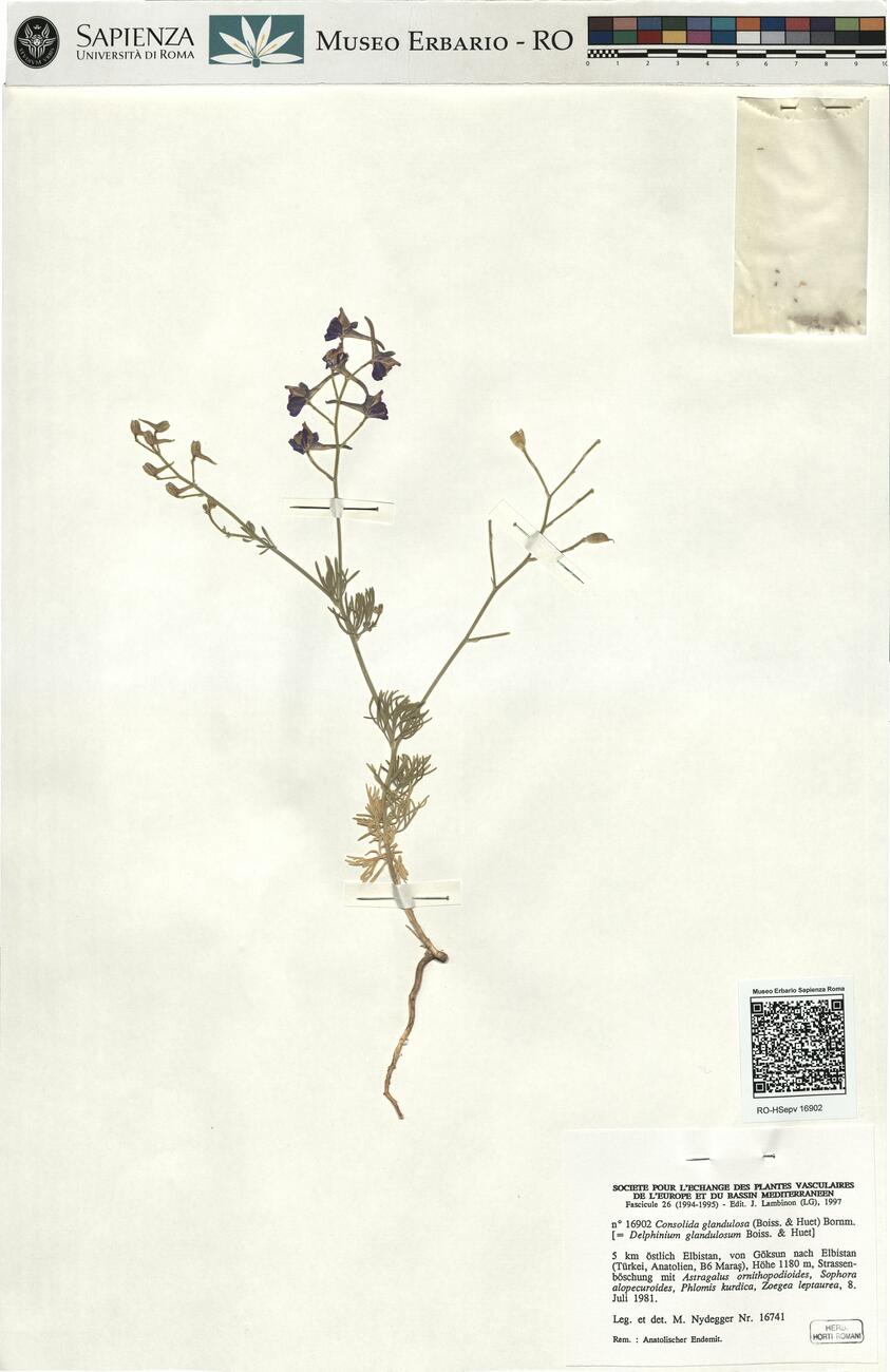 Consolida glandulosa (Boiss. & Huet) Bornm. -  RO-HSepv 16902  photo