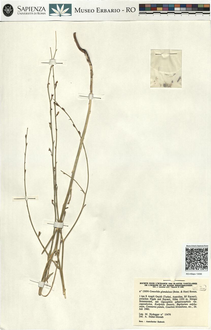 Consolida glandulosa (Boiss. & Huet) Bornm. -  RO-HSepv 13056 photo