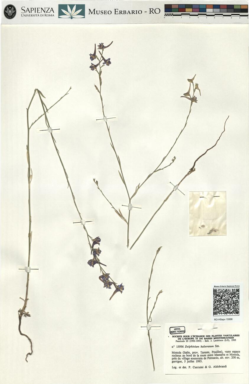 Delphinium halteratum Sm. -  RO-HSepv 15996 photo