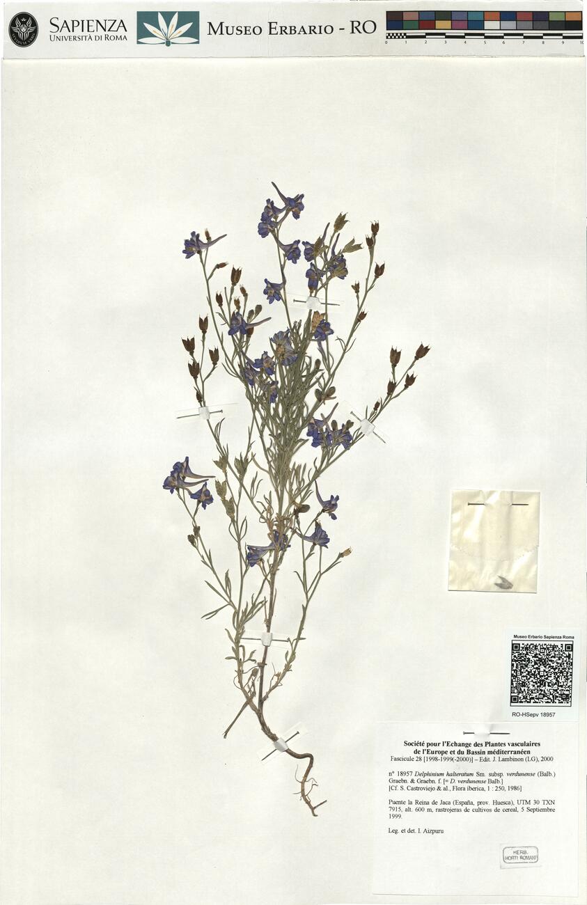Delphinium halteratum Sm. subsp. verdunense (Balb.) Graebn. & Graebn. f.  -  RO-HSepv 18957 photo