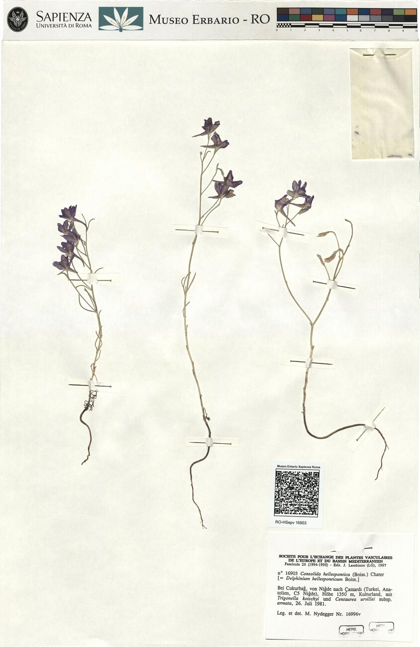 Consolida hellespontica (Boiss.) Chater -  RO-HSepv 16903 photo