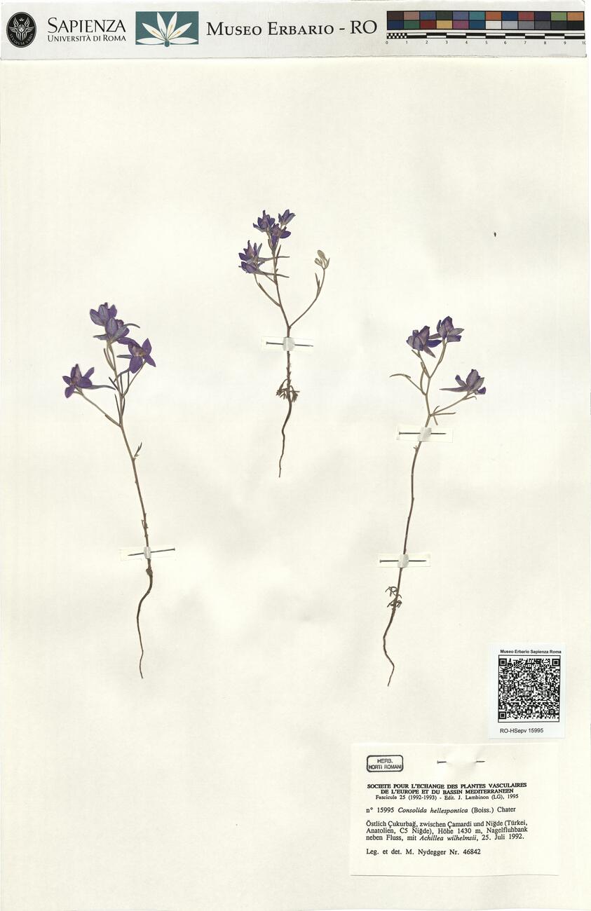 Consolida hellespontica (Boiss.) Chater -  RO-HSepv 15995 photo