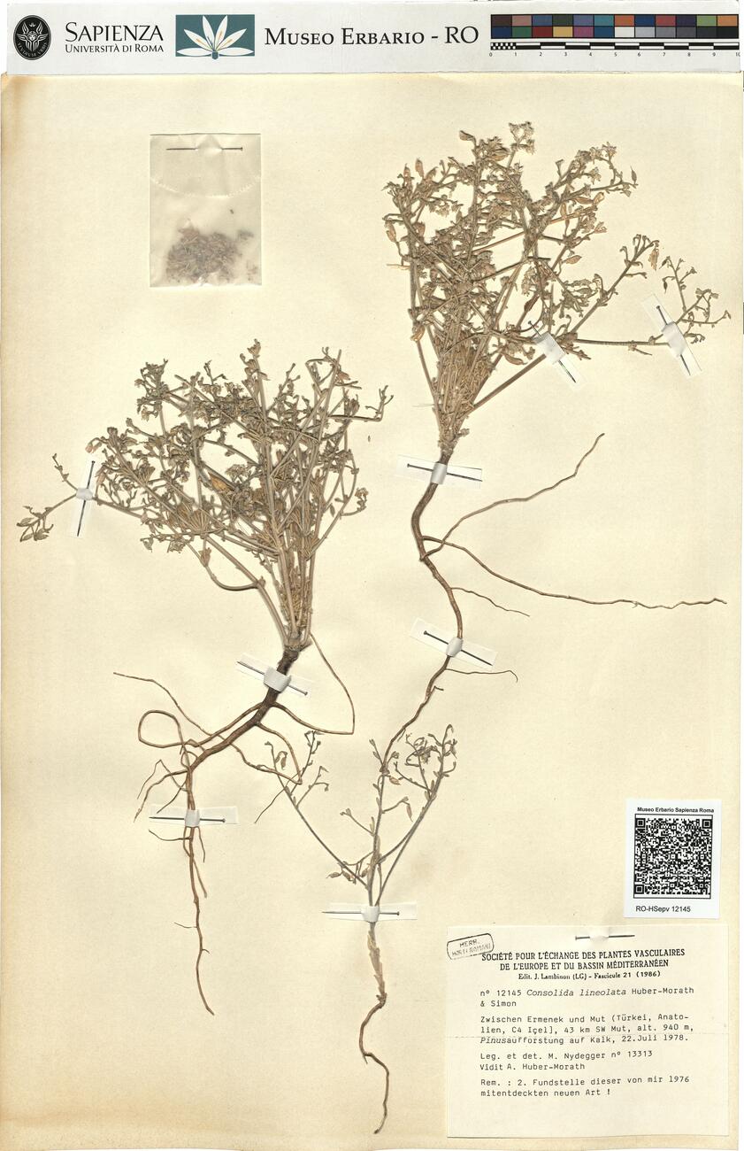 Consolida lineolata Huber-Morath & Simon -  RO-HSepv 12145 photo