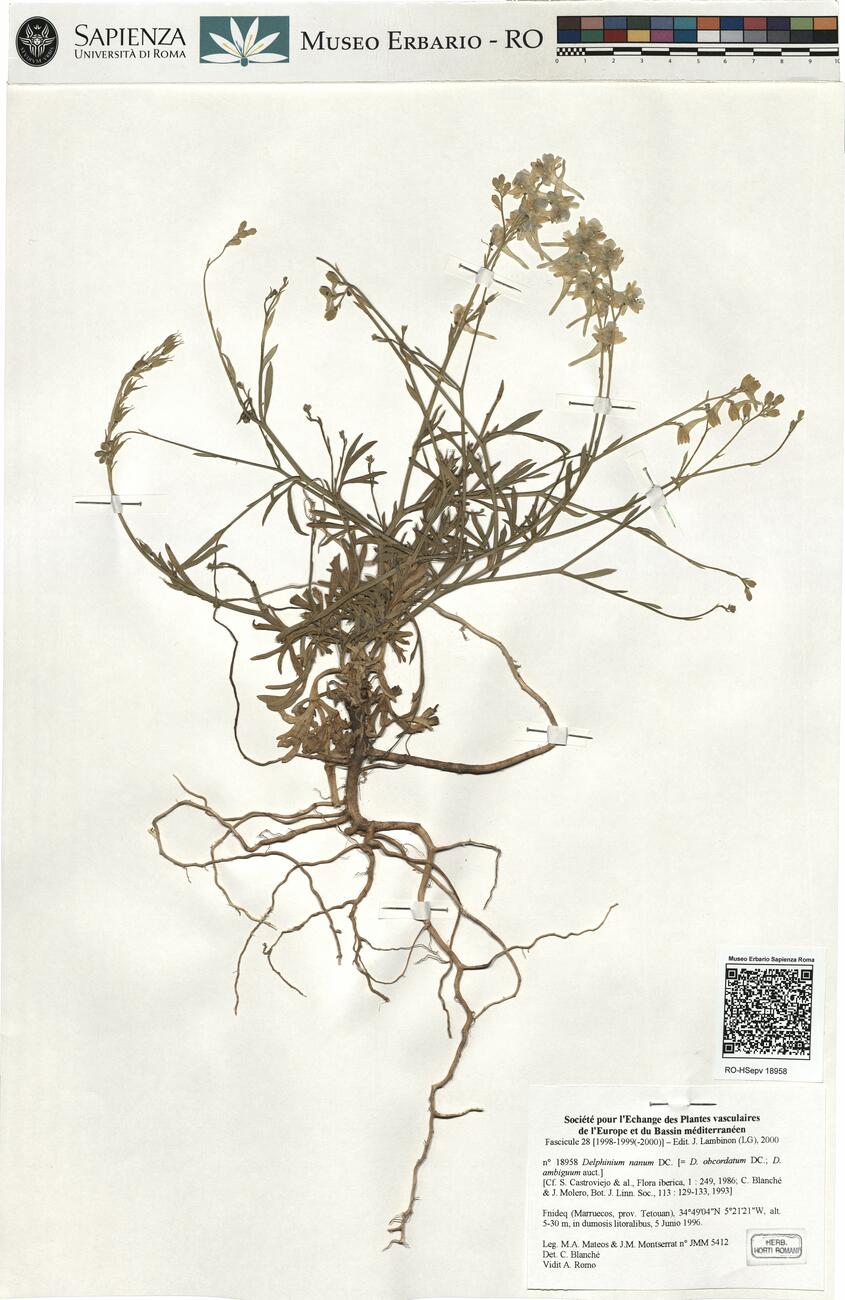 Delphinium nanum DC.  -  RO-HSepv 18958 photo