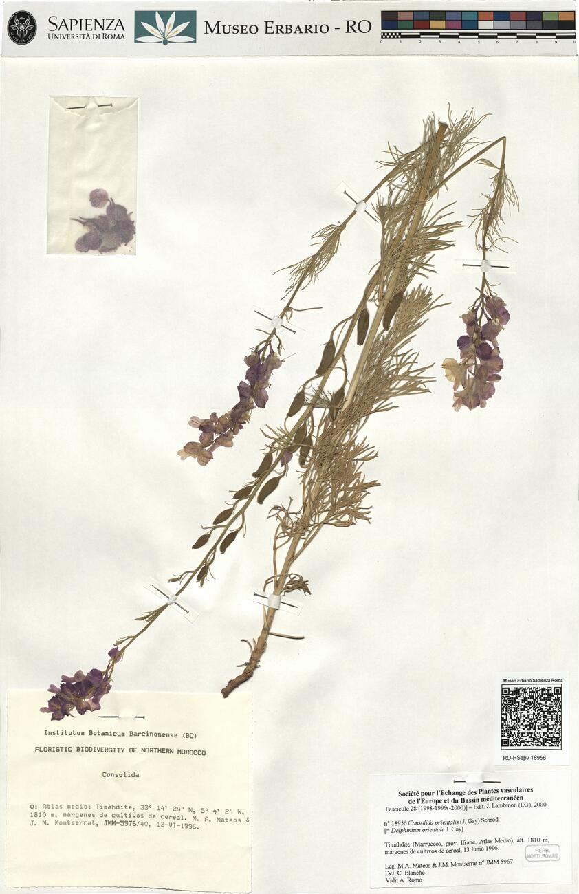 Consolida orientalis (J. Gay) Schröd. -  RO-HSepv 18956 photo