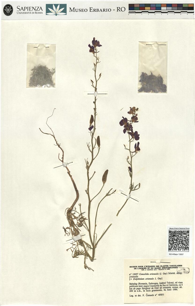 Consolida orientalis (J. Gay) Schröd. subsp. orientalis -  RO-HSepv 13057 photo