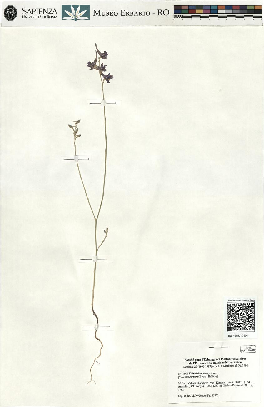 Delphinium peregrinum L.  -  RO-HSepv 17906 photo