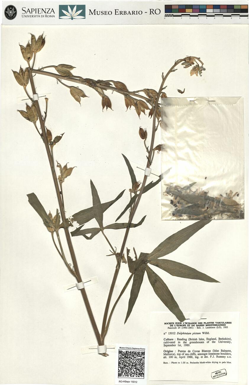 Delphinium pictum Willd. -  RO-HSepv 15012 photo