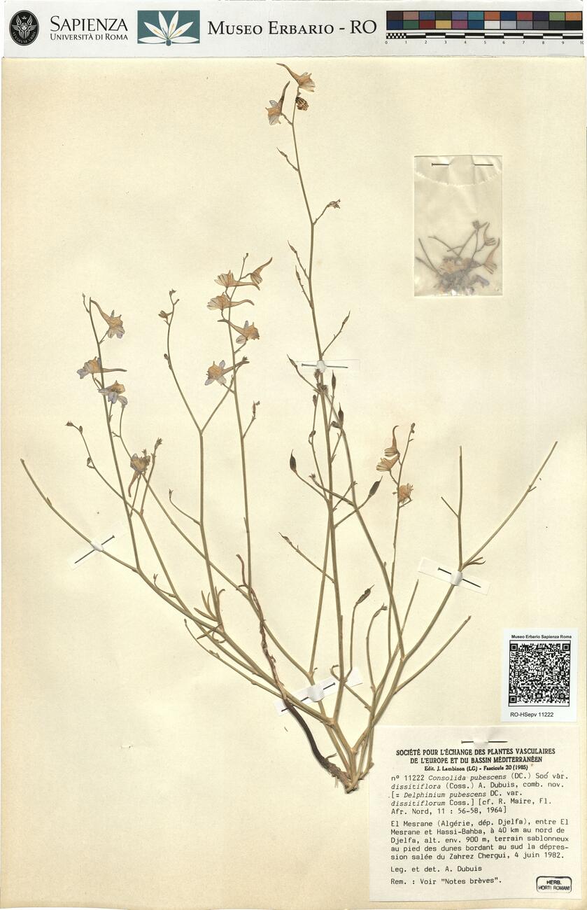 Consolida pubescens (DC.) Soó var. dissitiflora (Coss.) A. Dubuis, comb. nov.  -  RO-HSepv 11222 photo