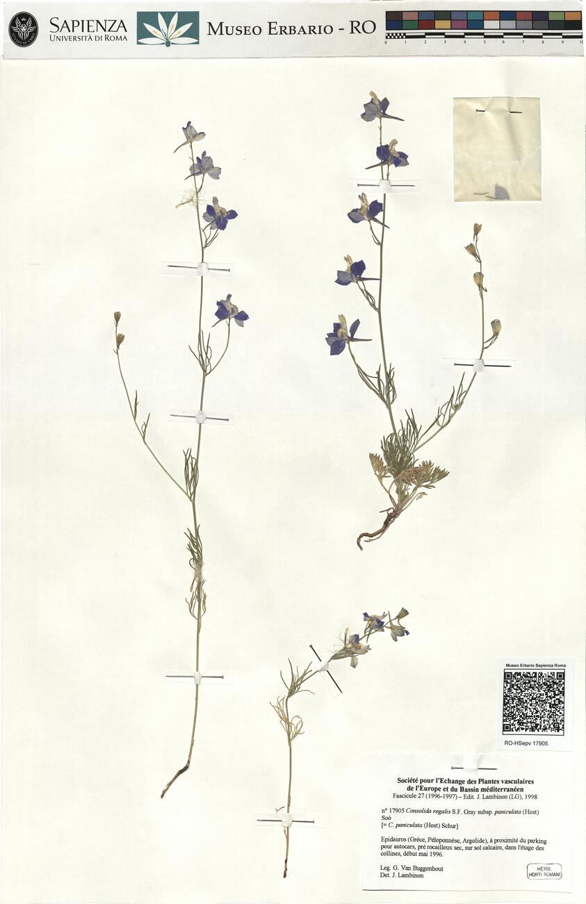 Consolida regalis S.F. Gray subsp. paniculata (Host) Soó -  RO-HSepv 17905 photo