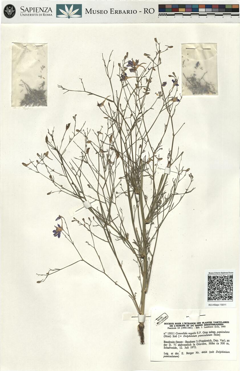Consolida regalis S.F. Gray subsp. paniculata (Host) Soó ^ -  RO-HSepv 15011 photo