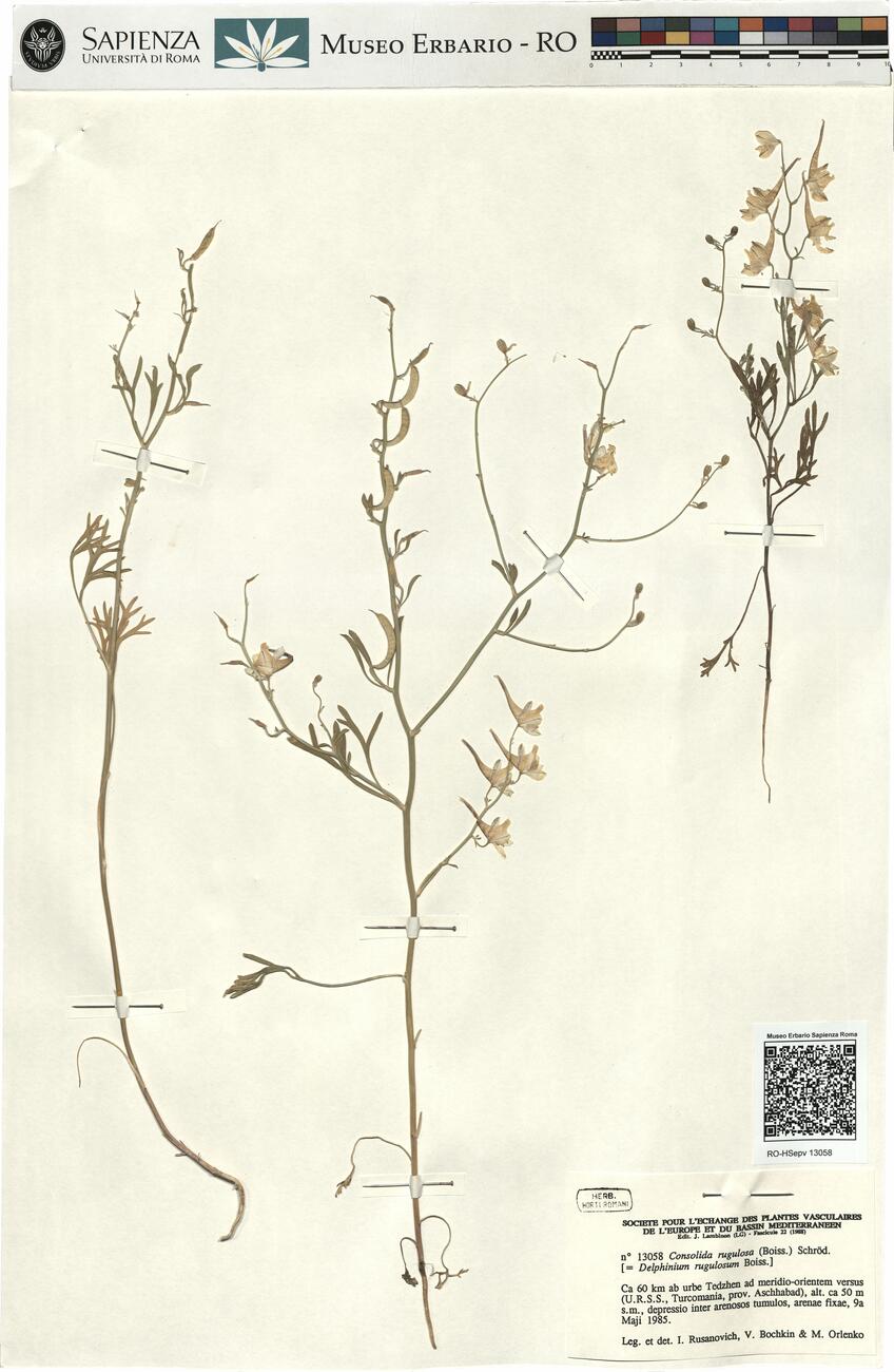 Consolida rugulosa (Boiss.) Schröd. -  RO-HSepv 13058 photo