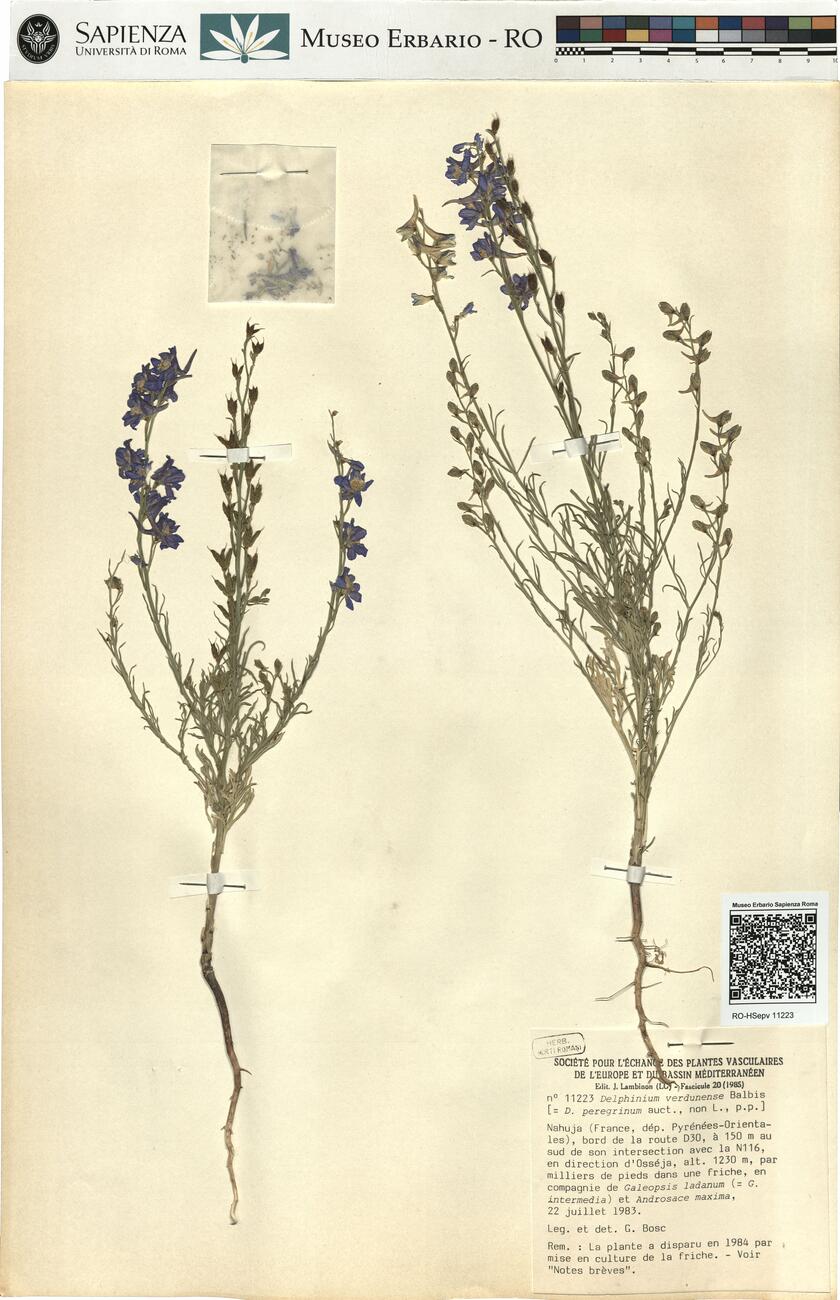 Delphinium verdunense Balbis -  RO-HSepv 11223 photo