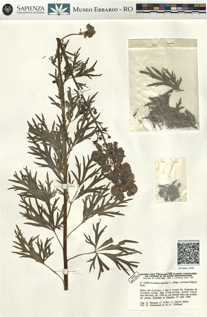 Aconitum napellus L. subsp. corsicum (Gáyer) Seitz -  RO-HSepv 14026 photo