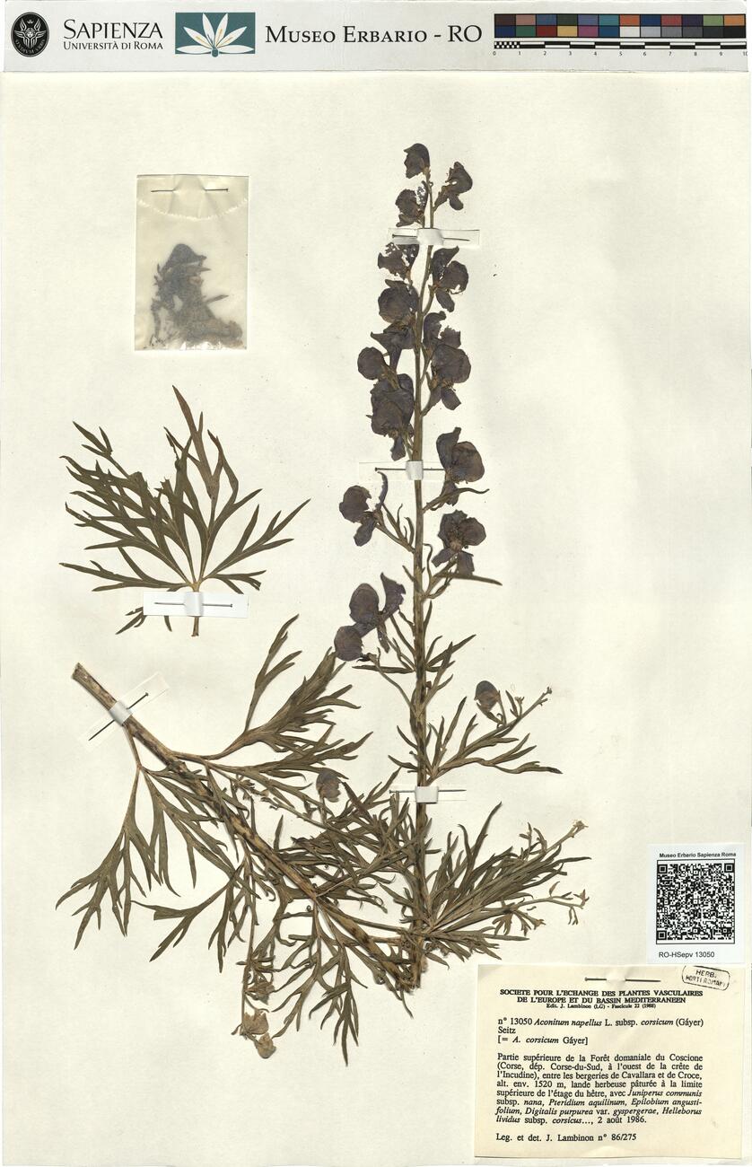 Aconitum napellus L. subsp. corsicum (Gáyer) Seitz -  RO-HSepv 13050 photo