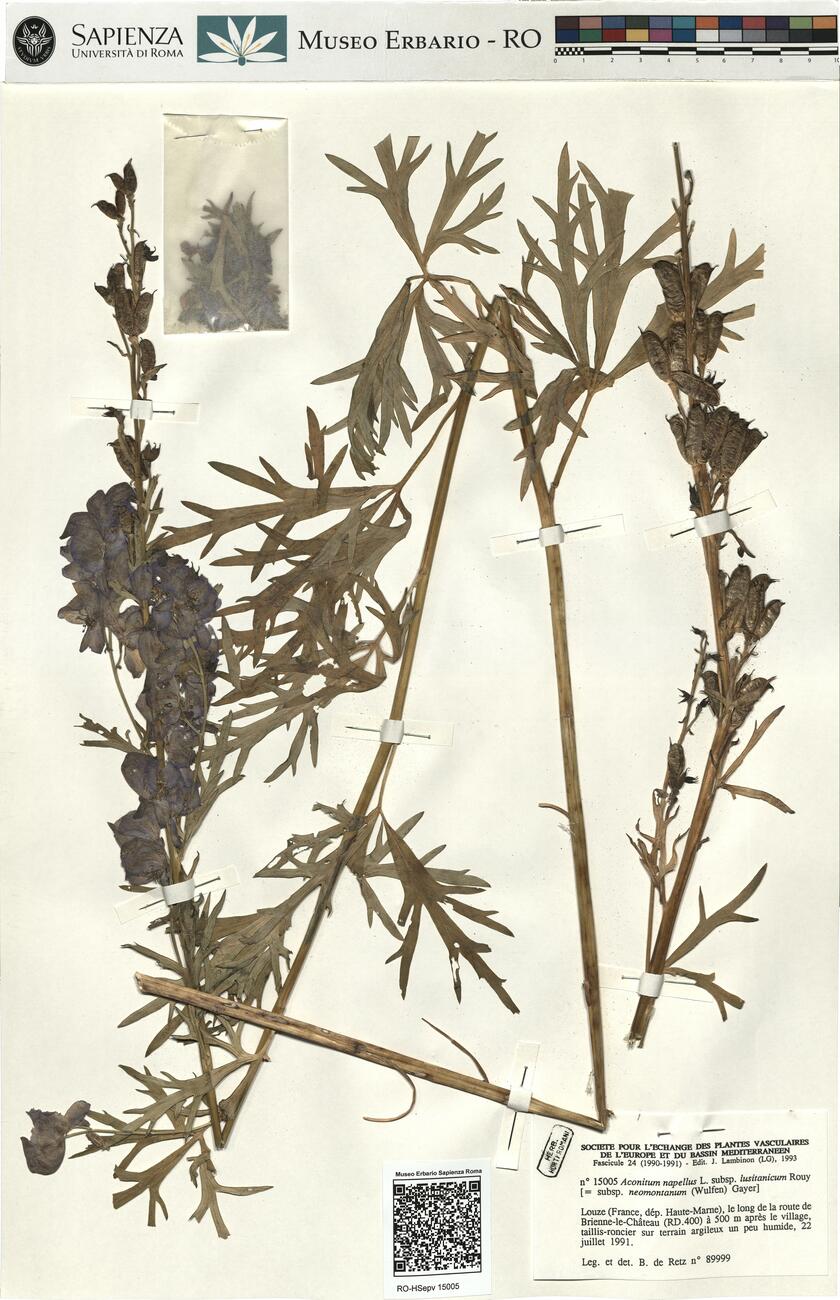 Aconitum napellus L. subsp. lusitanicum Rouy -  RO-HSepv 15005 photo