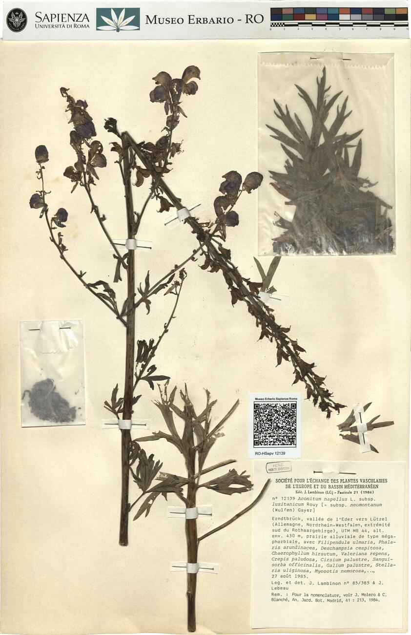 Aconitum napellus L. subsp. lusitanicum Rouy -  RO-HSepv 12139 photo