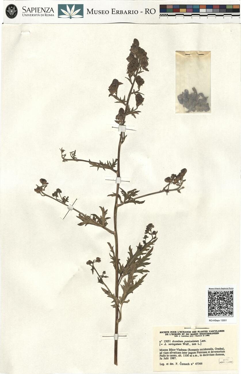 Aconitum paniculatum Lam. -  RO-HSepv 13051 photo