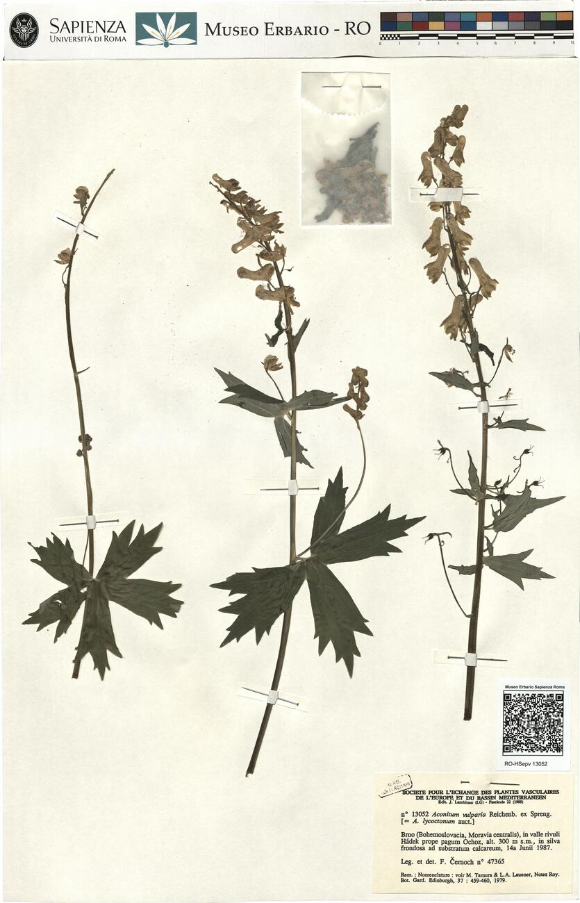Aconitum vulparia Reichenb. ex Spreng. -  RO-HSepv 13052 photo