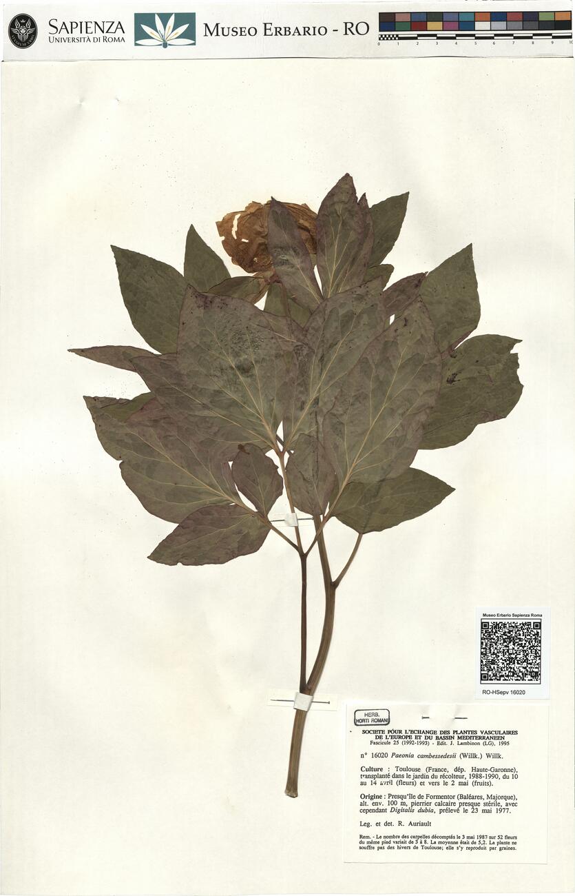 Peonia cambessedesii (Willk.) Willk. -  RO-HSepv 16020 photo