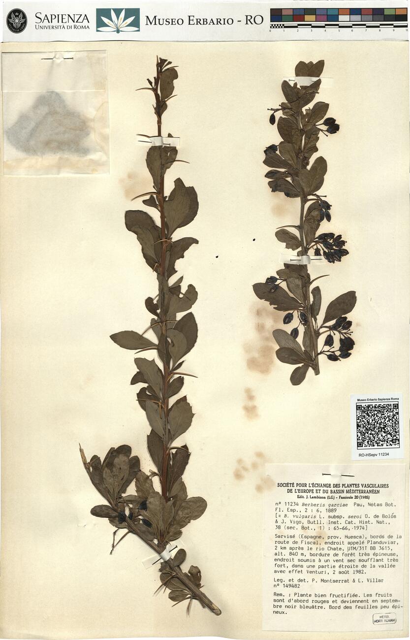 Berberis garciae Pau ^ -  RO-HSepv 11234 photo