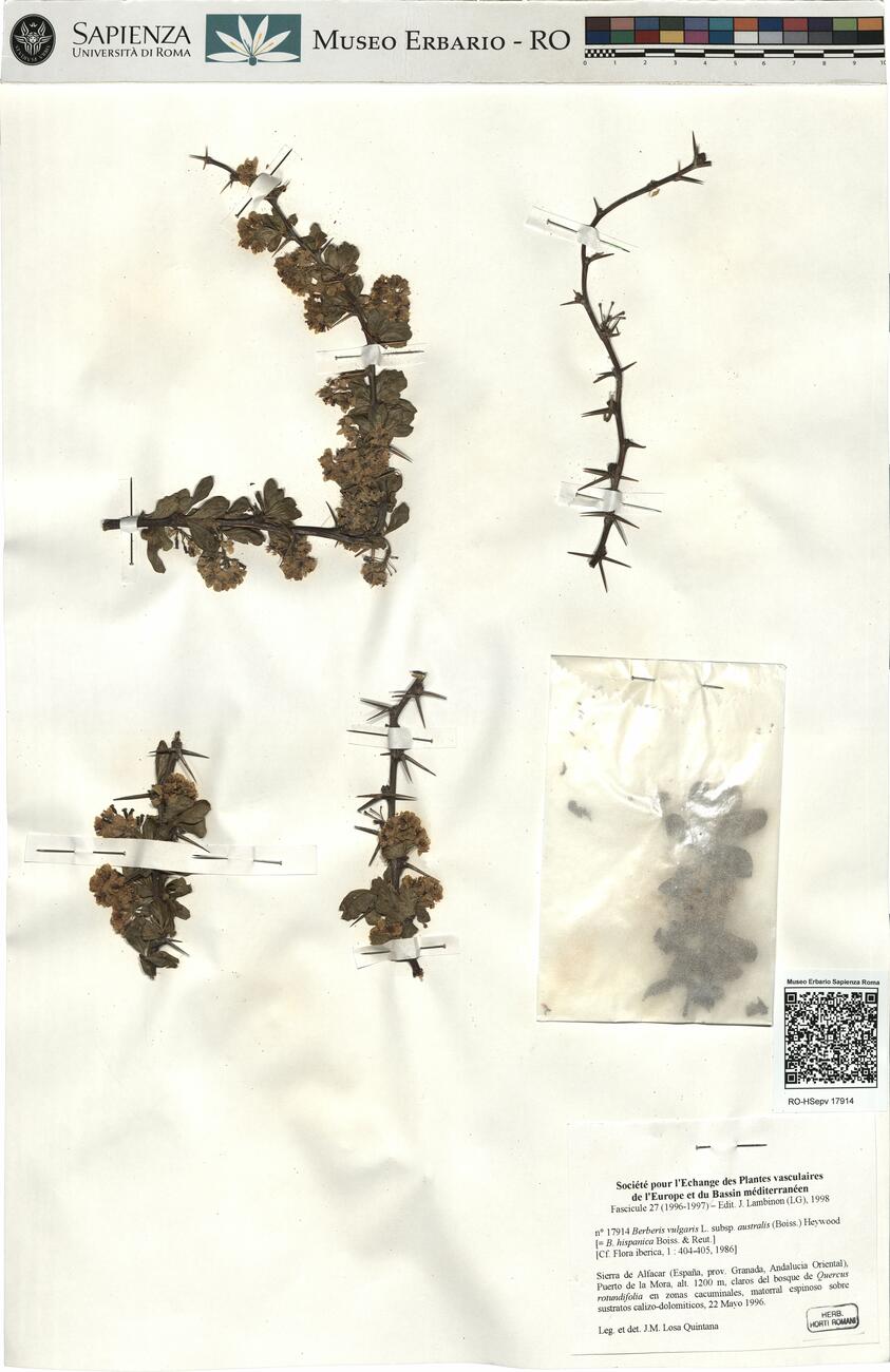 Berberis vulgaris L. subsp. australis (Boiss.) Heywood  -  RO-HSepv 17914 photo