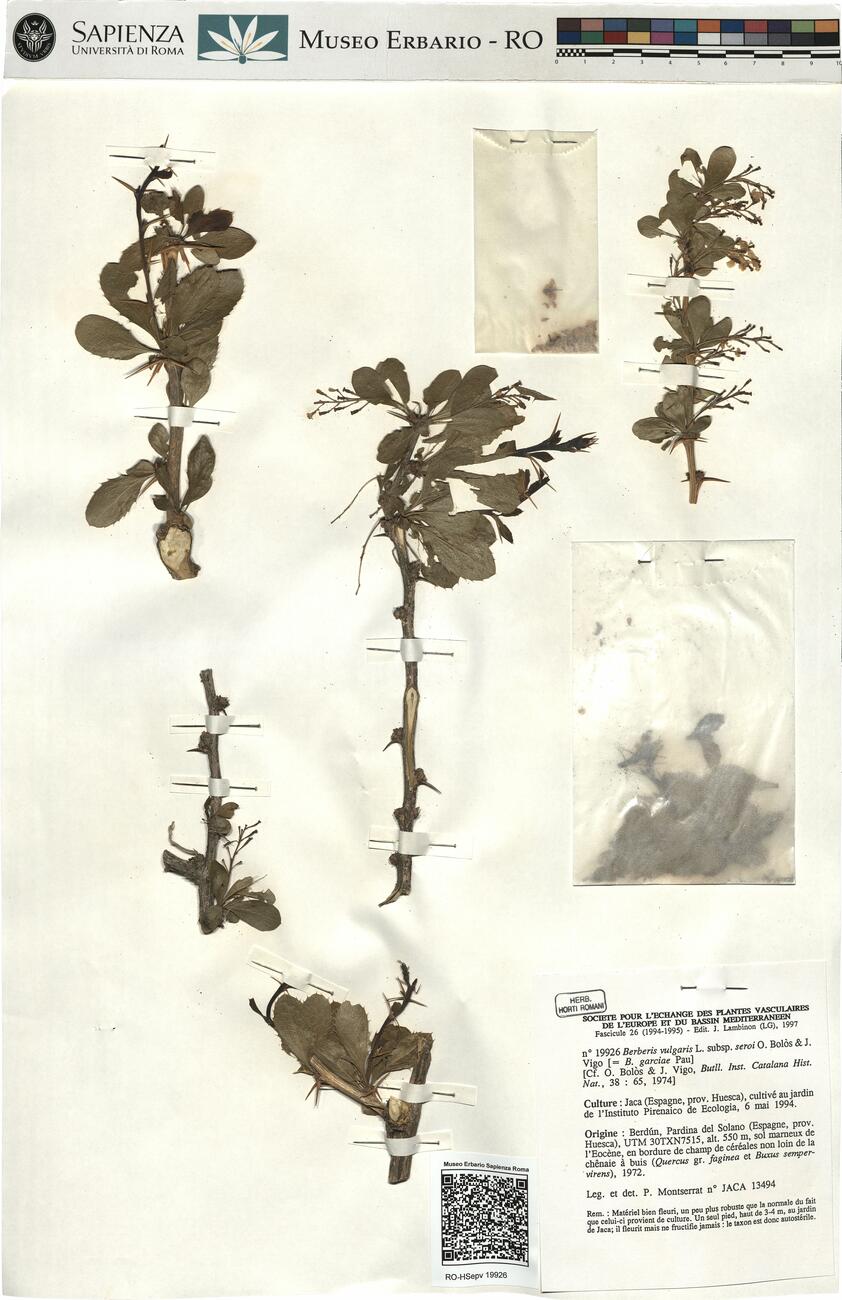 Berberis vulgaris L. subsp. seroi O. Bolòs & J. Vigo -  RO-HSepv 19926 photo