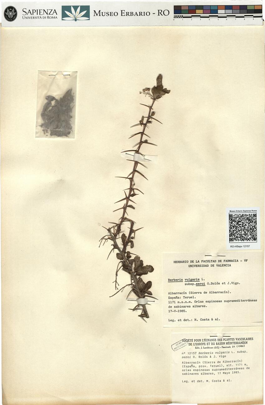 Berberis vulgaris L. subsp. seroi O. Bolòs & J. Vigo -  RO-HSepv 12157 photo