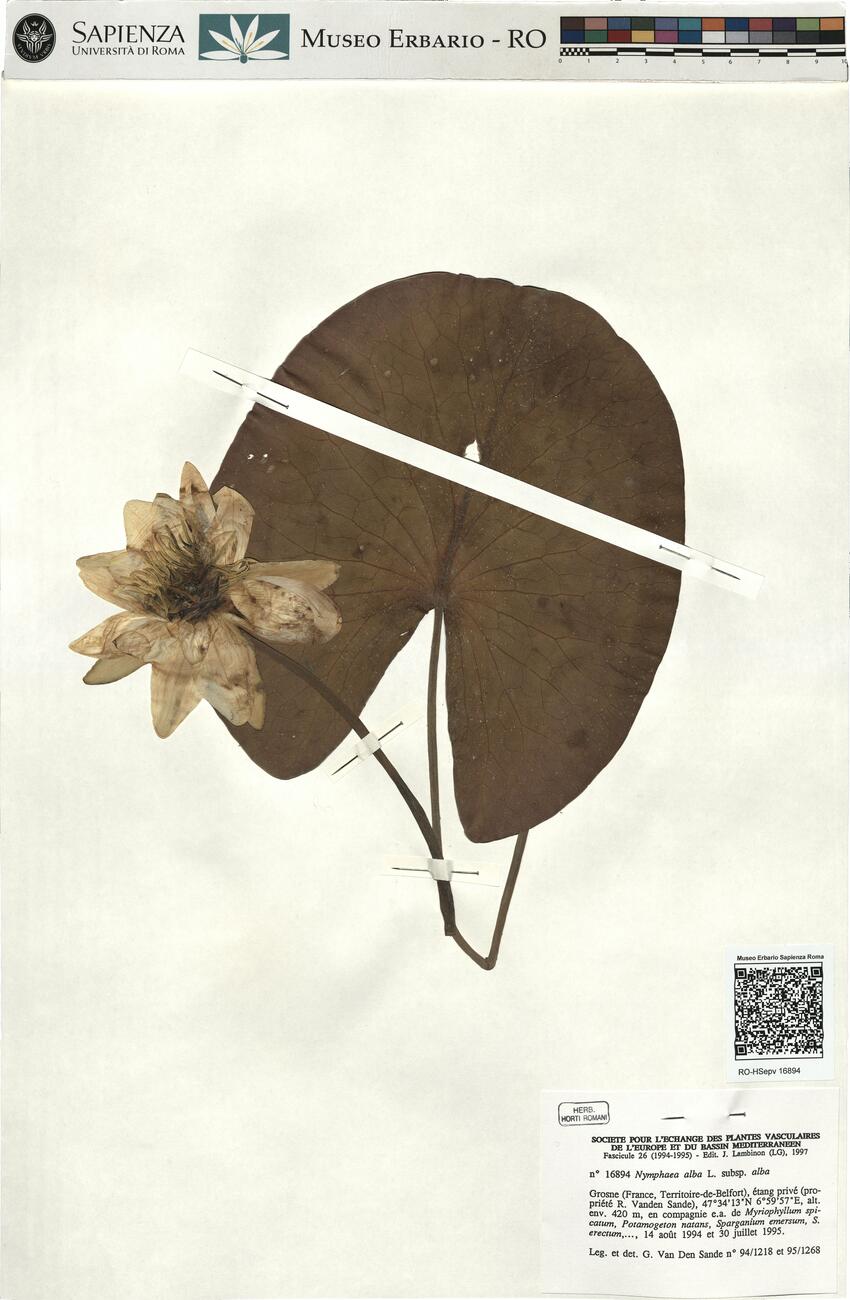 Nymphaea alba L. subsp. alba -  RO-HSepv 16894 photo