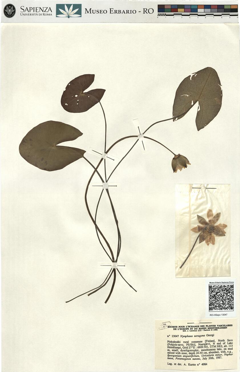Nymphaea tetragona Georgi -  RO-HSepv 13047 photo