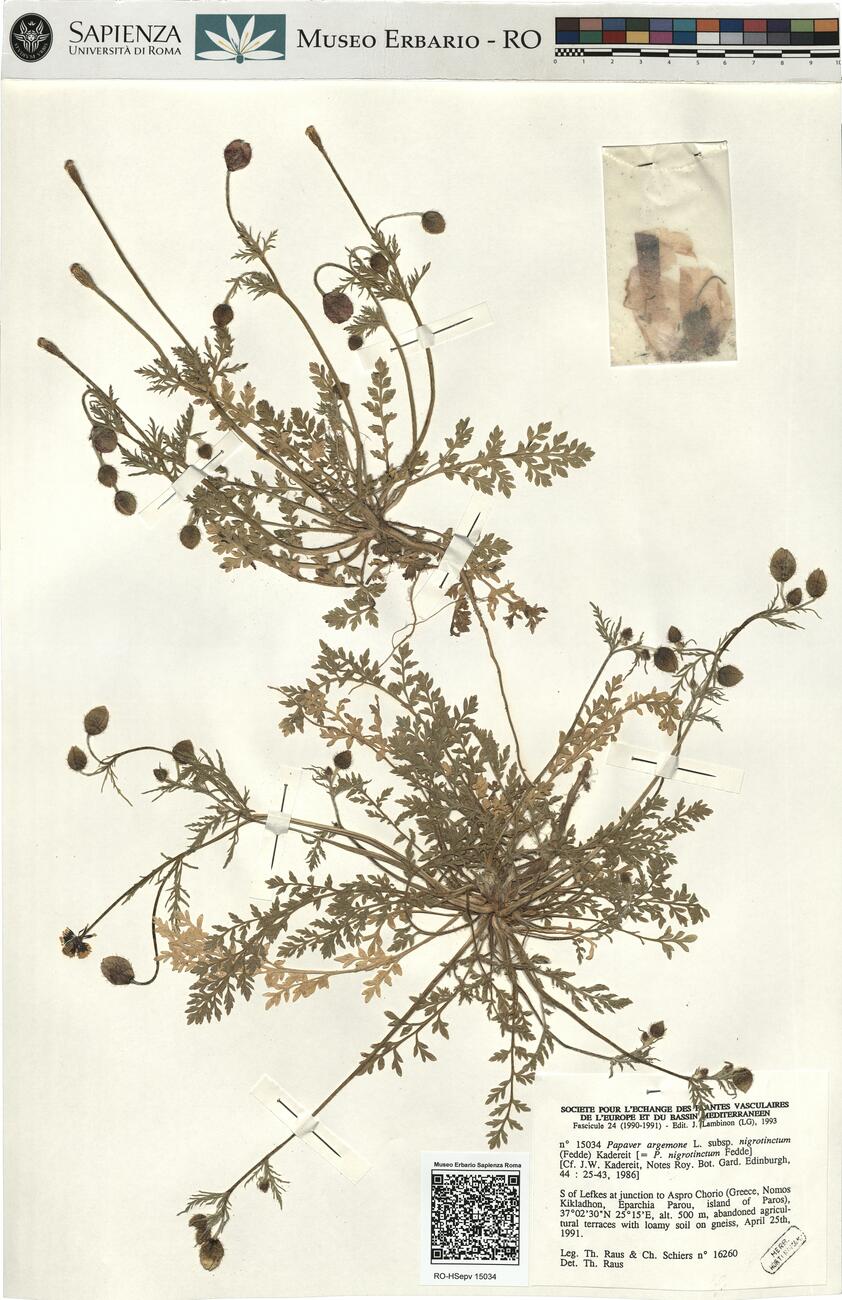 Papaver argemone L. subsp. nigrotinctum (Fedde) Kadereit -  RO-HSepv 15034 photo