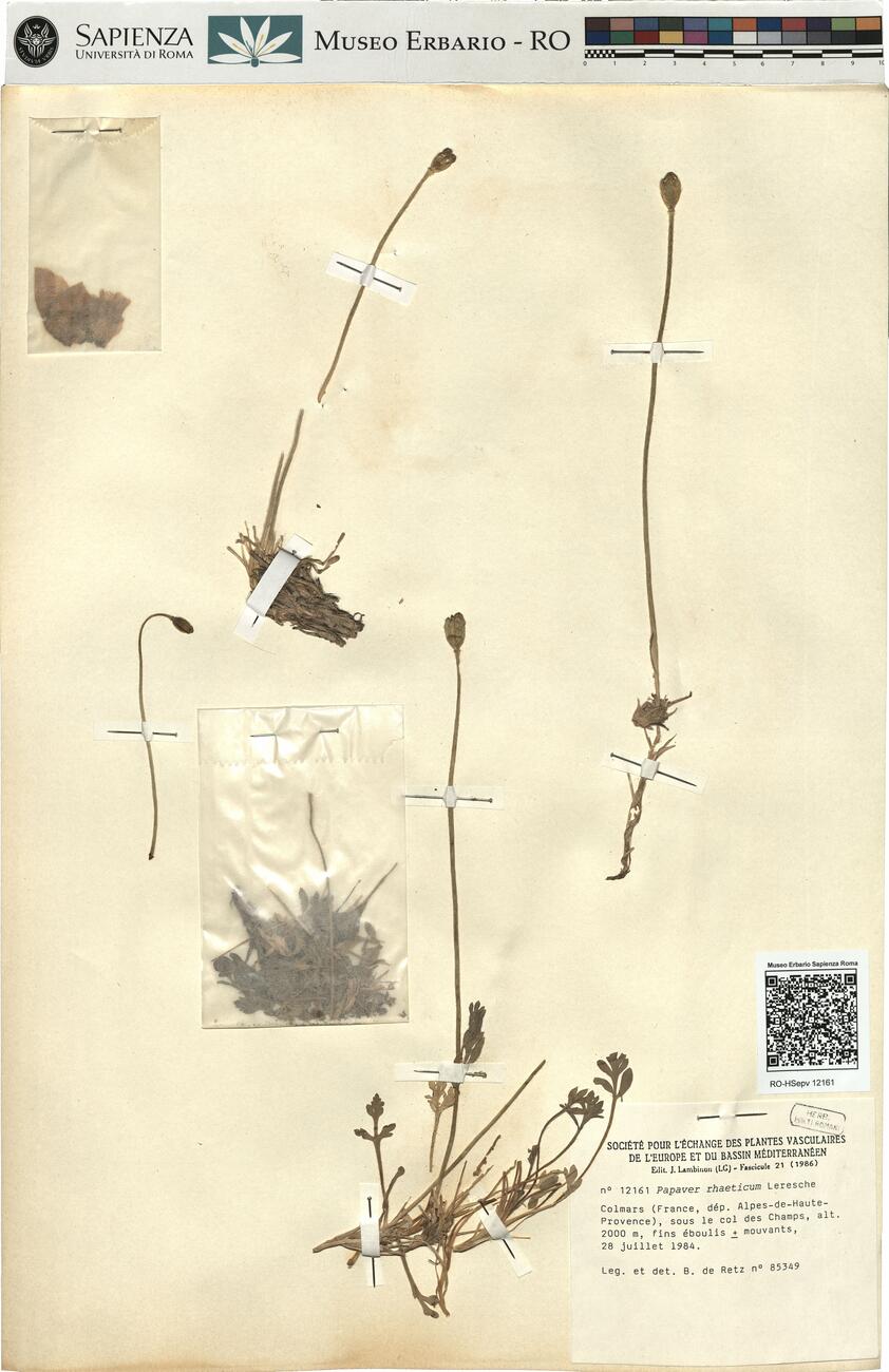 Papaver rhaeticum Leresche -  RO-HSepv 12161 photo